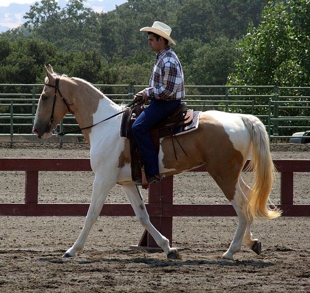 The Spotted Saddle Horse
